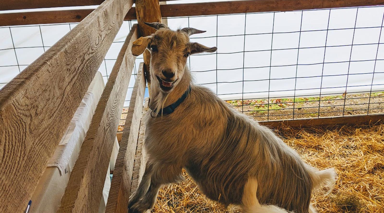 At the Sheep Show: Rhinebeck Roundup Primary Image