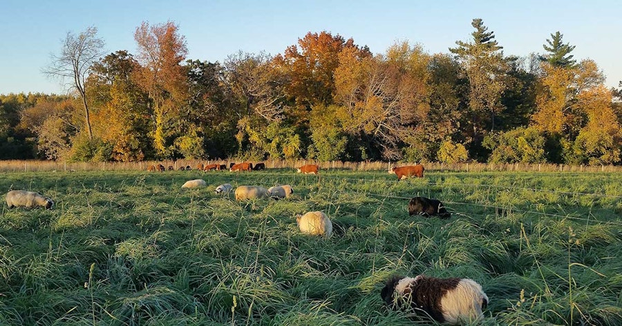 The Grass Beneath a Sheep’s Fleece Image