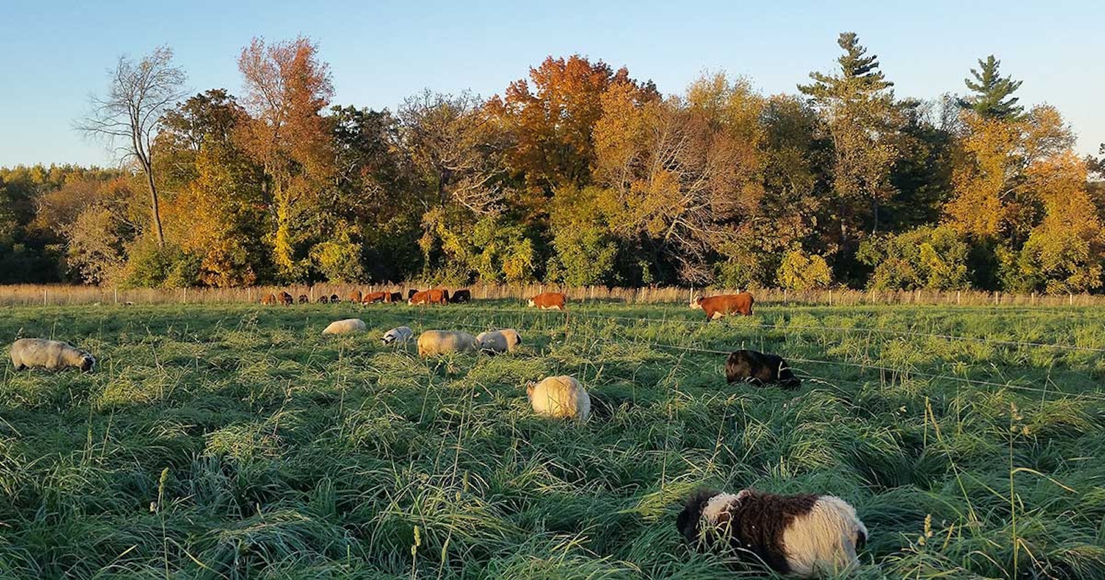 The Grass Beneath a Sheep’s Fleece Primary Image