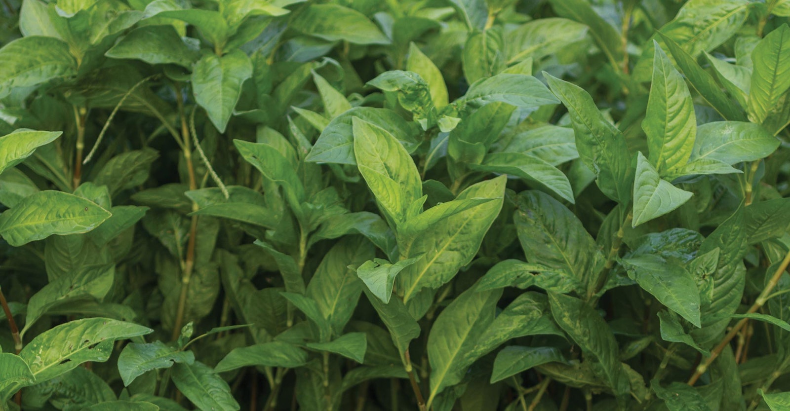 Growing Indigo in Indiana Primary Image