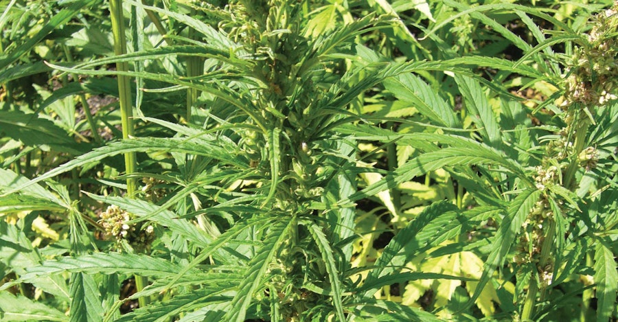 Straight Talk on Hemp: Legends and Truths About the Forbidden Fiber Image