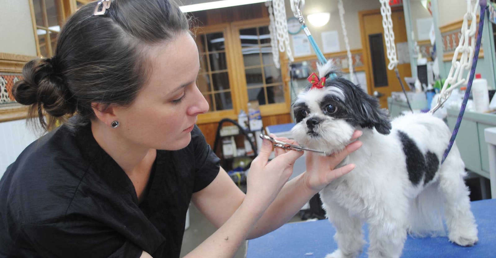 I Am a Spinner: Erin Dillard, Pet Stylist Primary Image