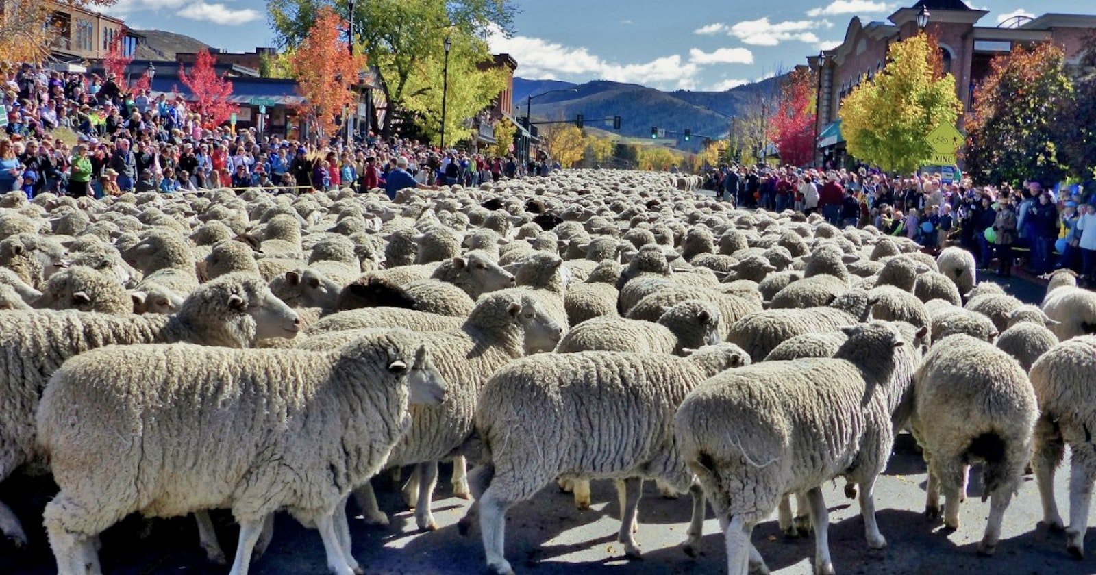 Idaho’s Trailing of the Sheep Festival Primary Image