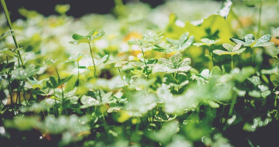 Green Dye and Death Image