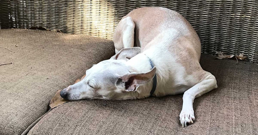 Her Handspun Habit: Spinning Yarn Through Grief, with Gratitude Image