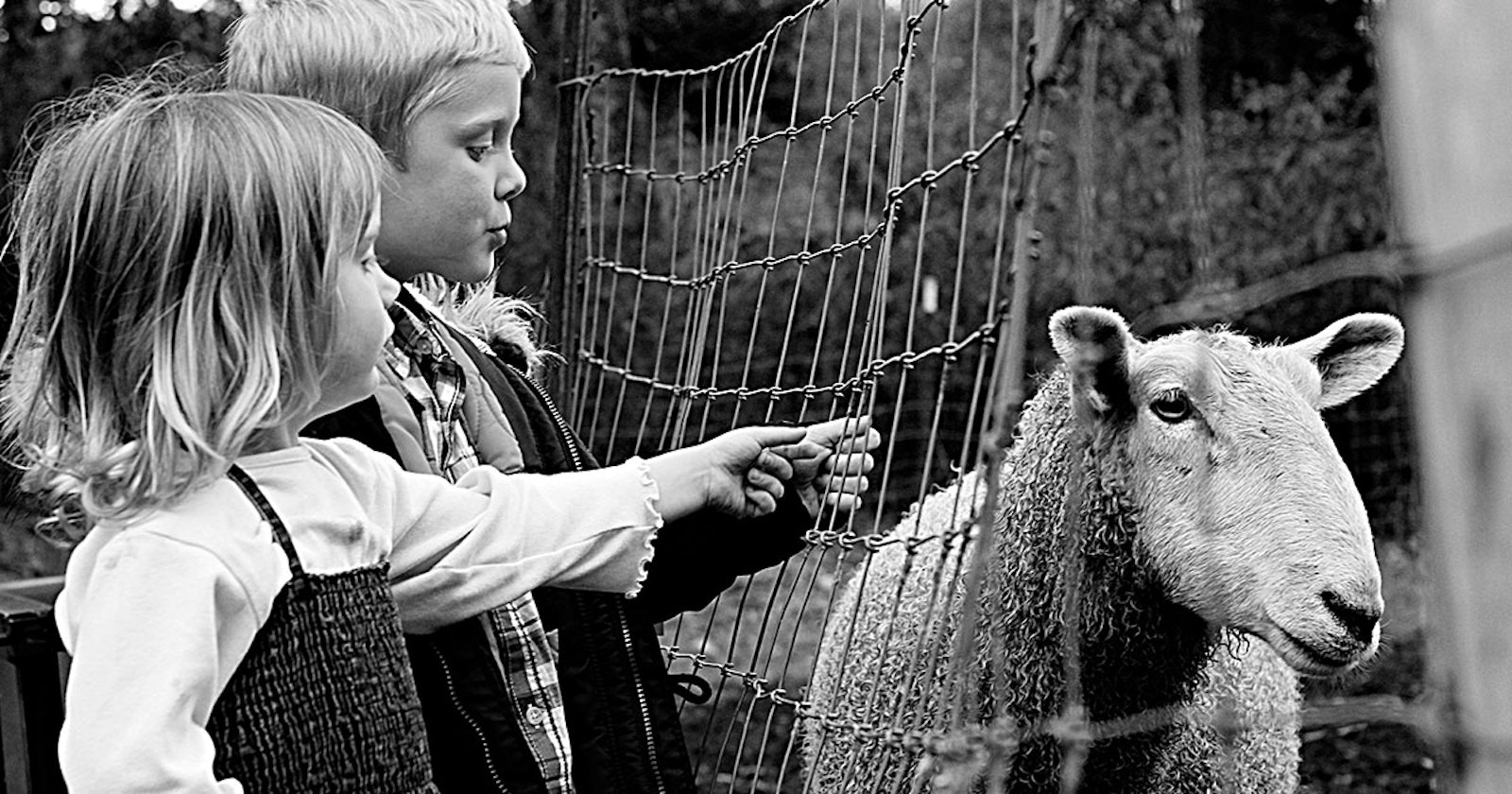 Shepherd to Spinner: My Local Wool Primary Image