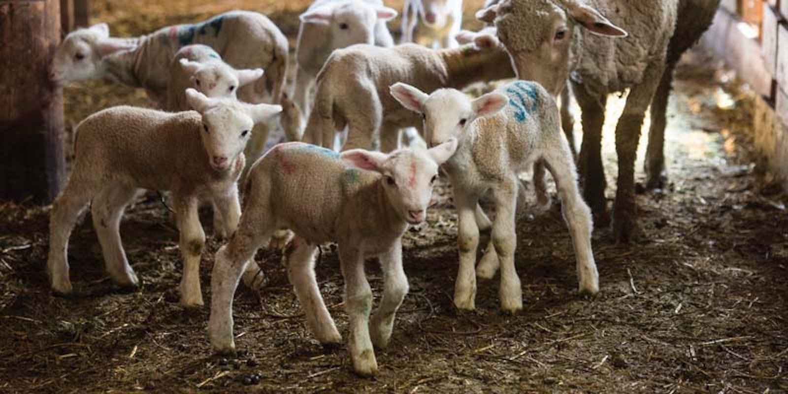 For Spring Lambing, Vet Students Make House Calls Primary Image