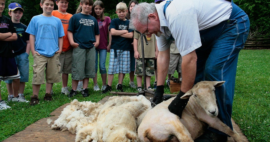Rite of Spring: Sheep Shearing Day Image