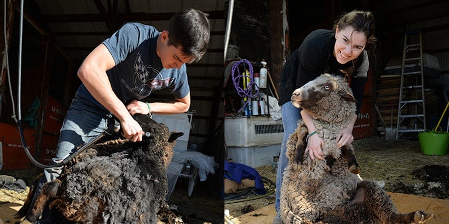 Sheep-shearing Duo: Blow by Blow Image
