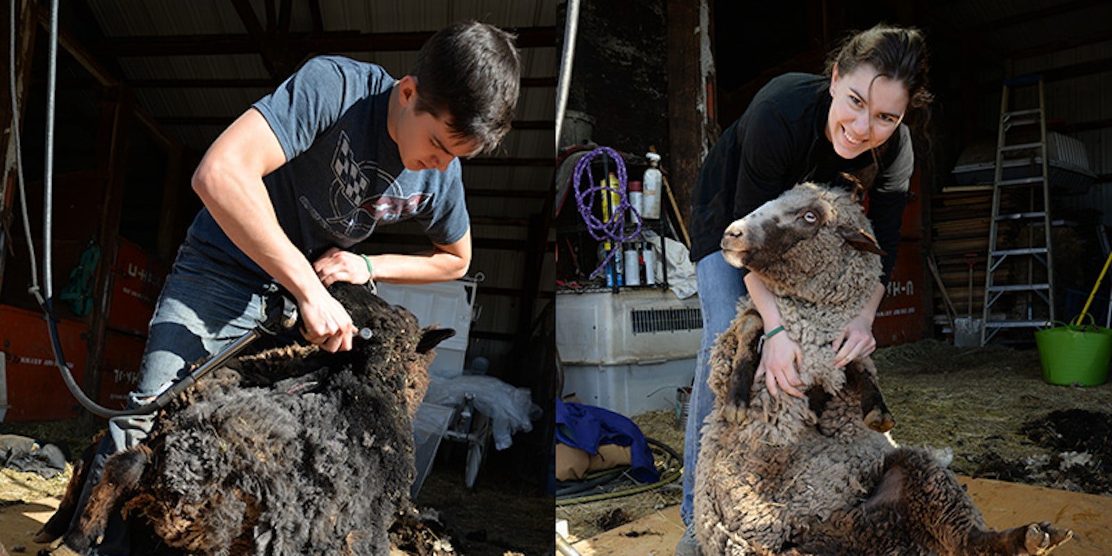 Sheep-shearing Duo: Blow by Blow Primary Image