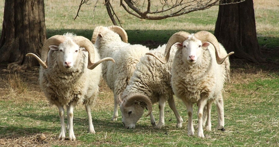 Challenge Accepted! Shave ‘Em to Save ‘Em Image