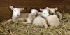 Roving Reporter: Lambing Season Arrives! Image
