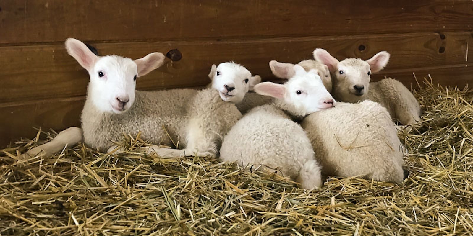 Roving Reporter: Lambing Season Arrives! Primary Image