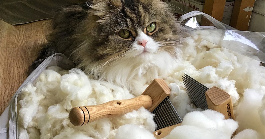Her Handspun Habit: A Spinster Gets a Cat Image