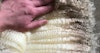Spinning Strong Wools Image