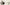 Spinning the Unusual: Chinchilla, Cactus Cotton, and Spanish Moss Primary Image