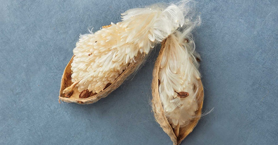 Monarchs, Milkweed, and You Image