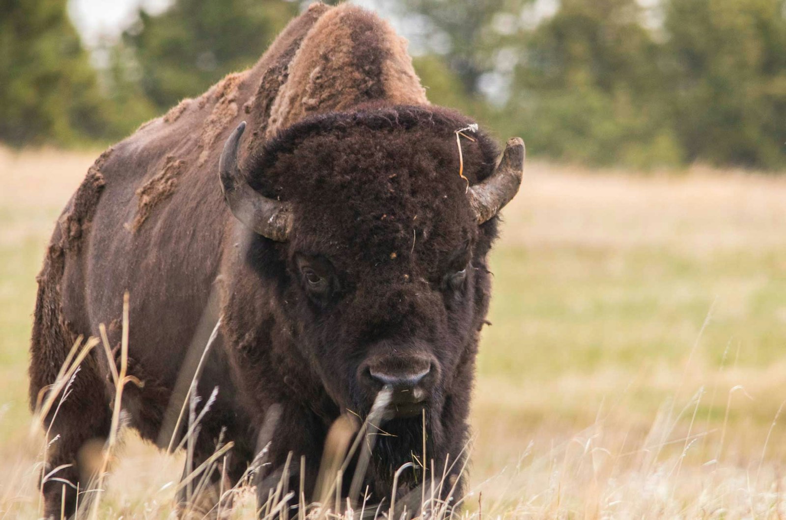 American Bison: Modern Fiber from a Native Species Primary Image