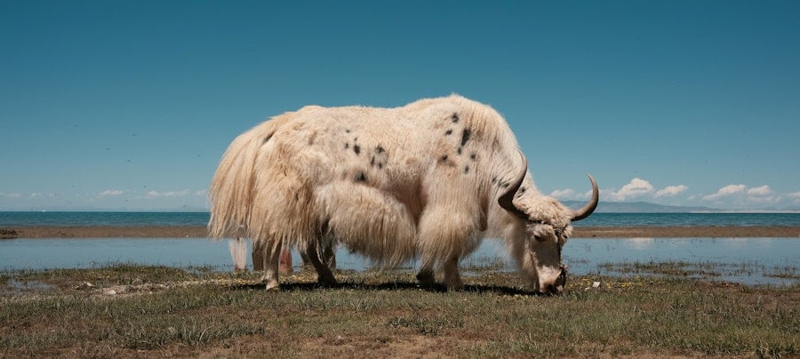 Spinning Yak Image