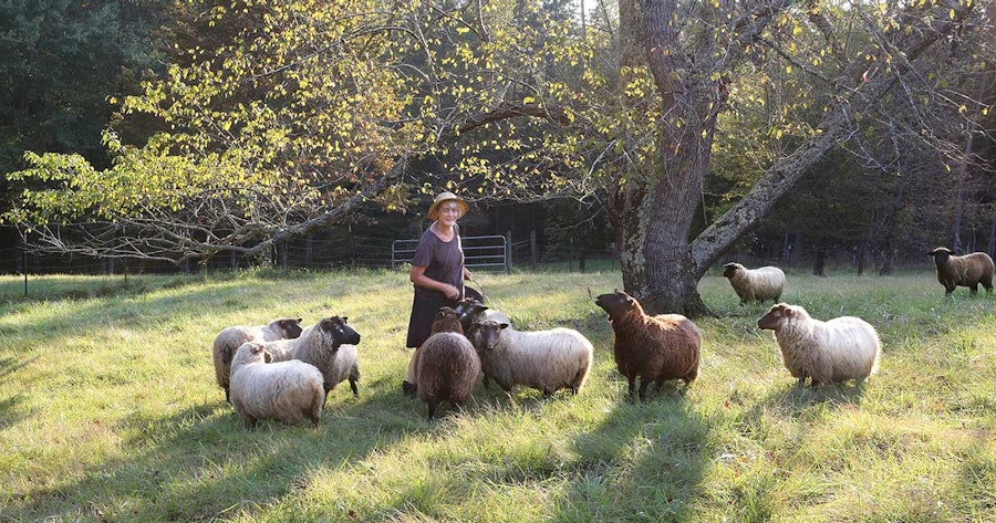 My Life with Shetlands: For Sanity and Curiosity, Surely! Image