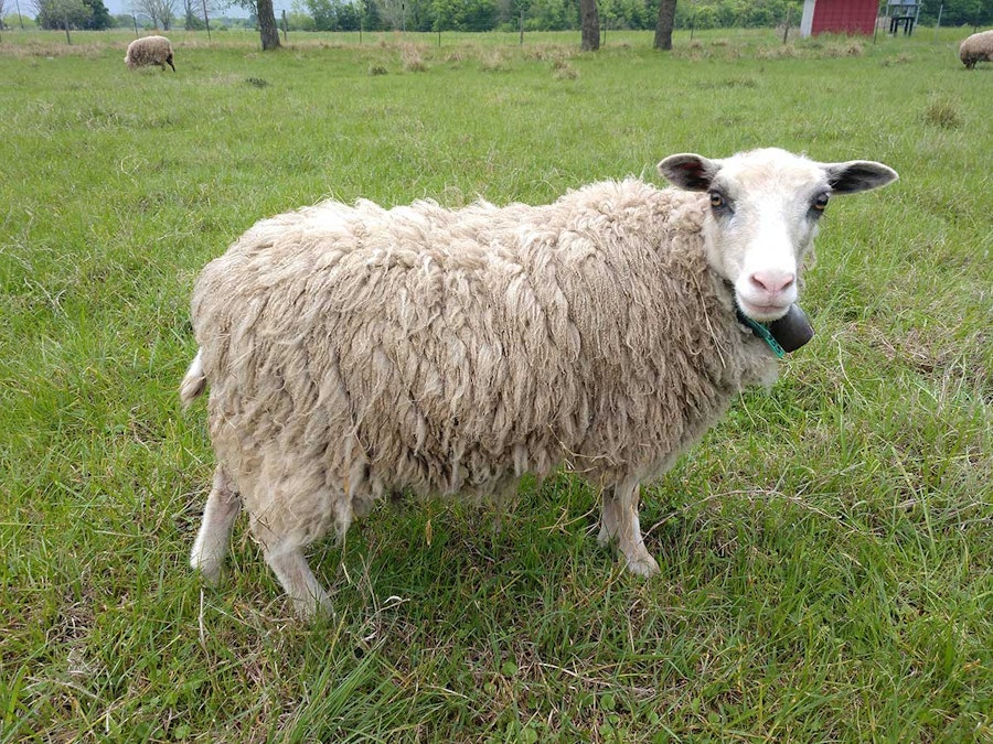 Navigating Online Fleece Sales: Tips for Buyers and Sellers Image