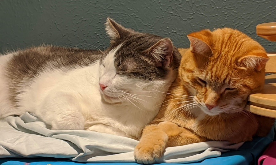 The Other Fiber Animal Image