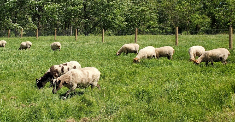Virtual Field Trips at Red Rope Farm Image