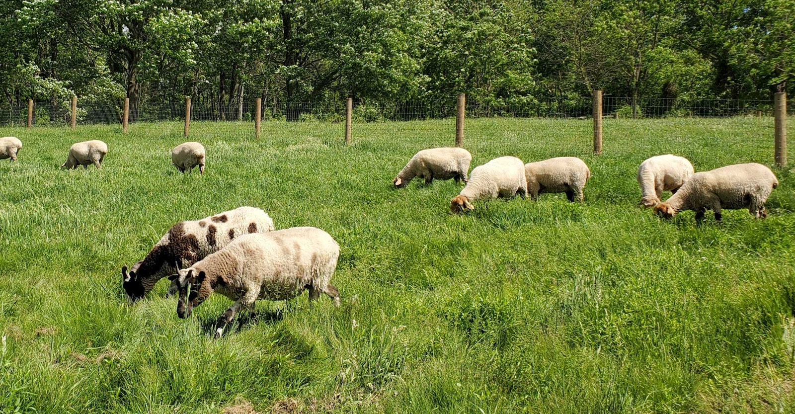 Virtual Field Trips at Red Rope Farm Primary Image