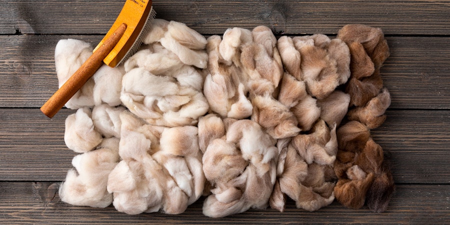  Meet the Sheep: Shetland Sheep in New York Image