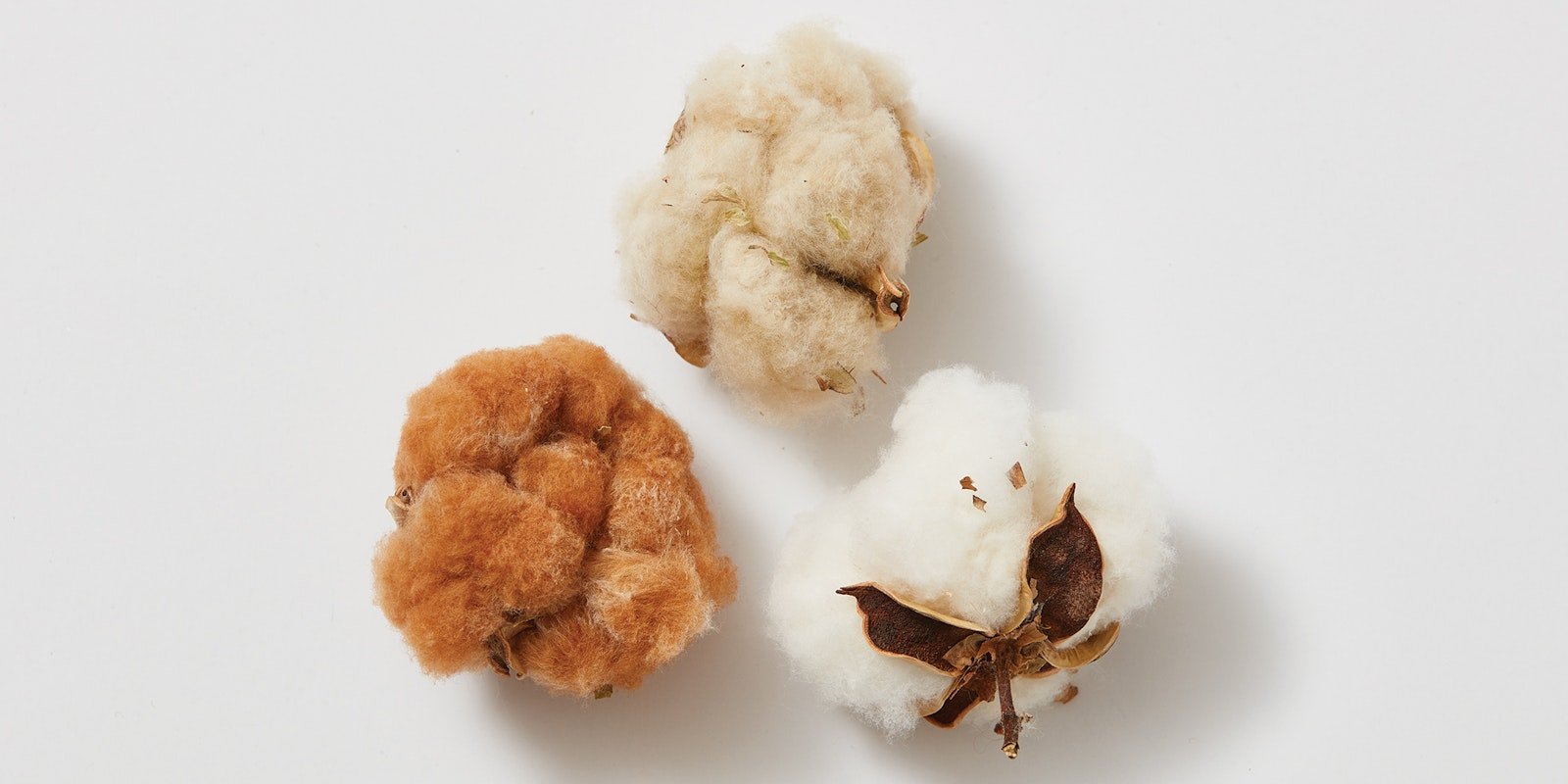 Color Transformation in Naturally Colored Cotton Primary Image