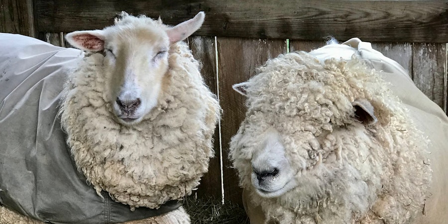 A Shepherd’s Perspective: Romney and Romney Cross  Image