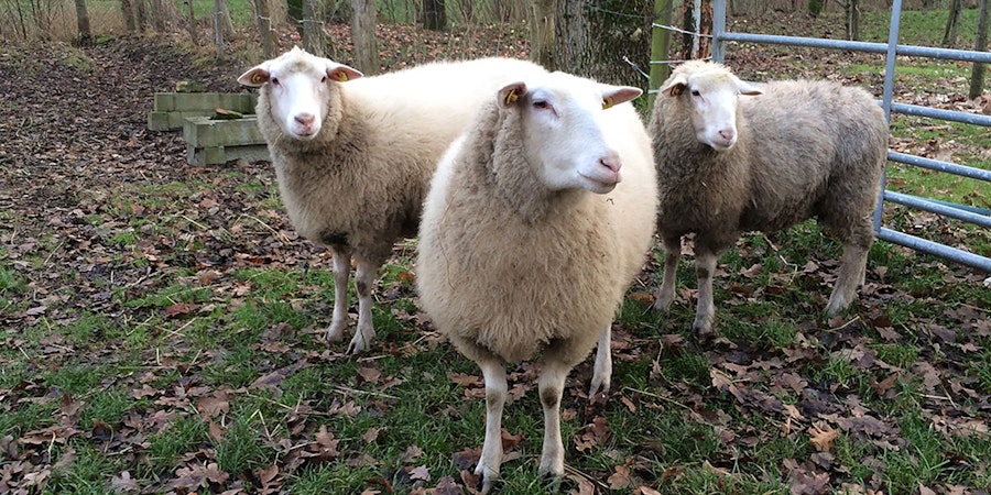 Wool Basics: What is Grease? Image