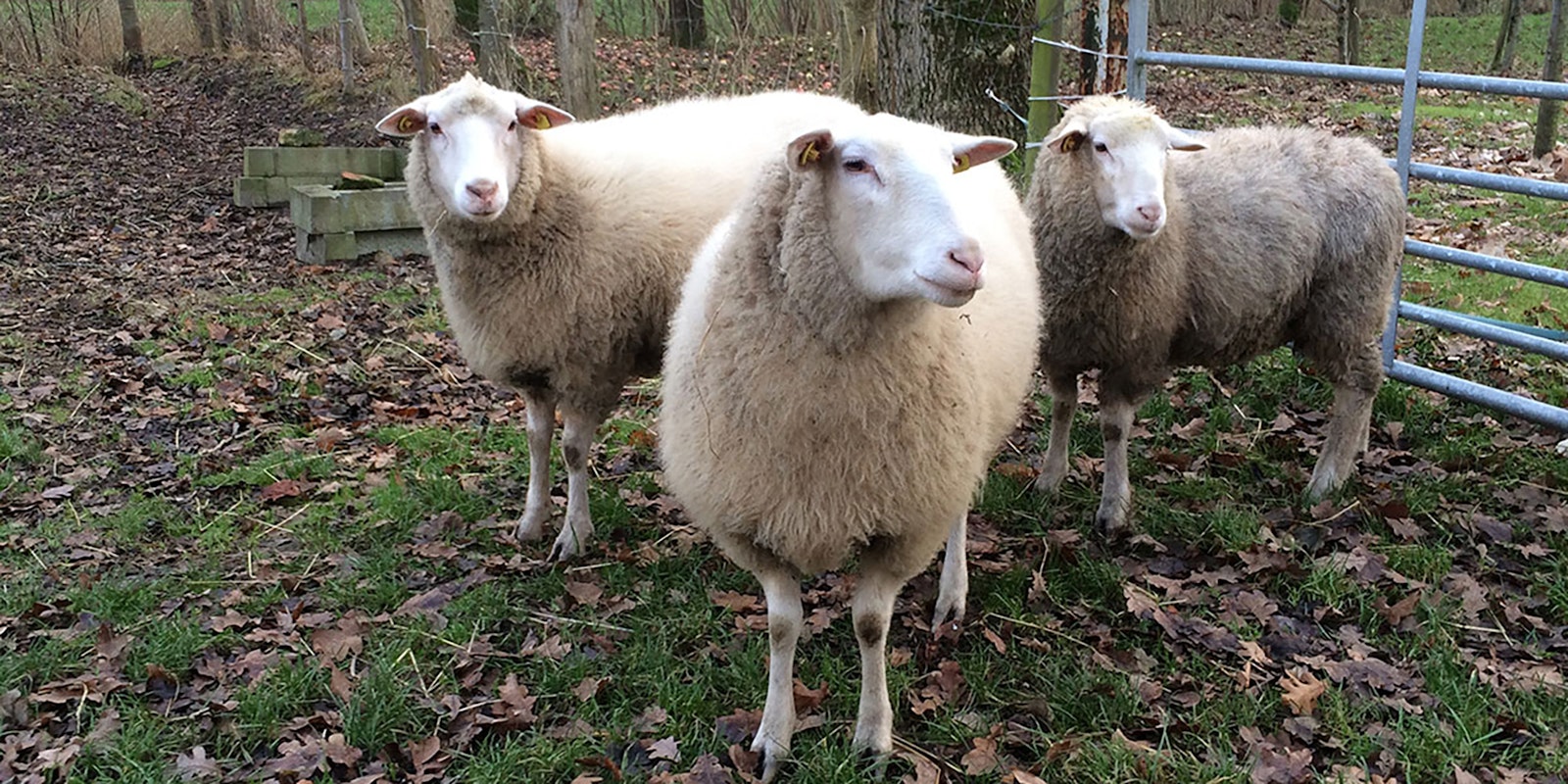 Wool Basics: What is Grease? Primary Image