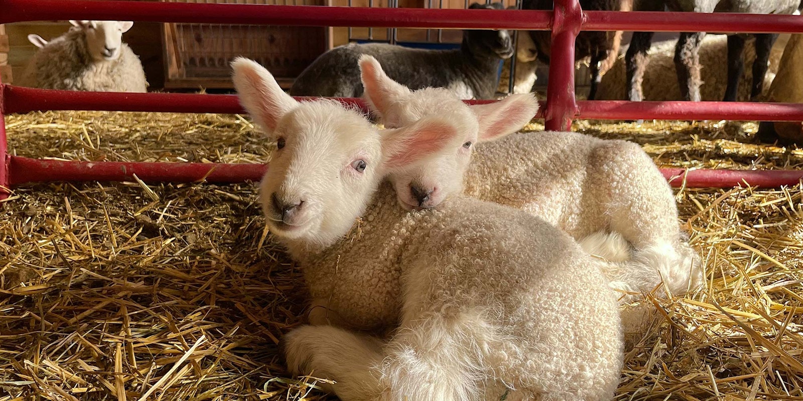 How to Name a Sheep: Meet Willa and Gus Primary Image