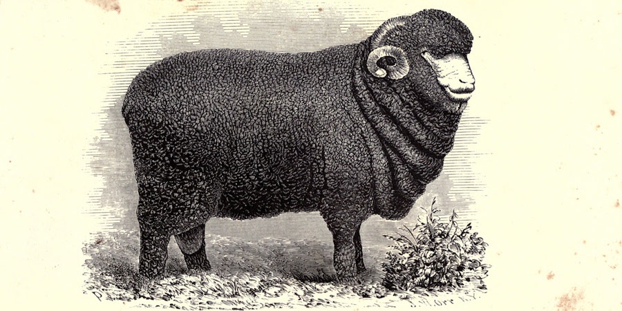 Merino Mania: A Nineteenth-Century Fiber Craze Image