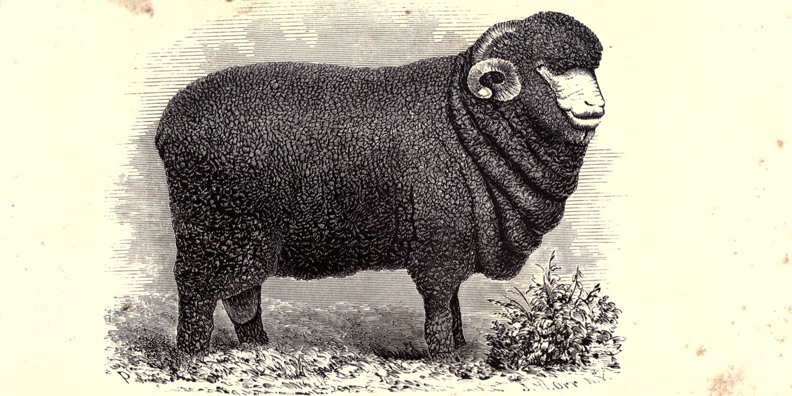 Merino Mania: A Nineteenth-Century Fiber Craze Primary Image