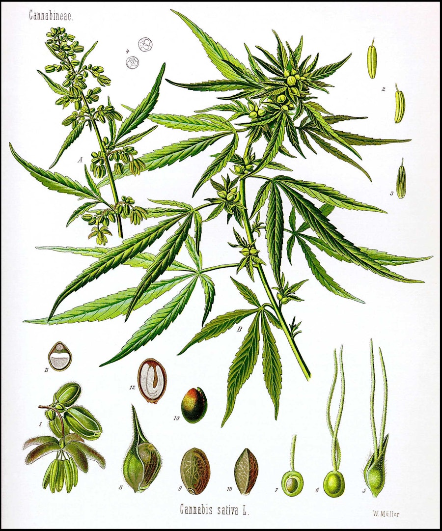 Spinning and Weaving with Hemp Image