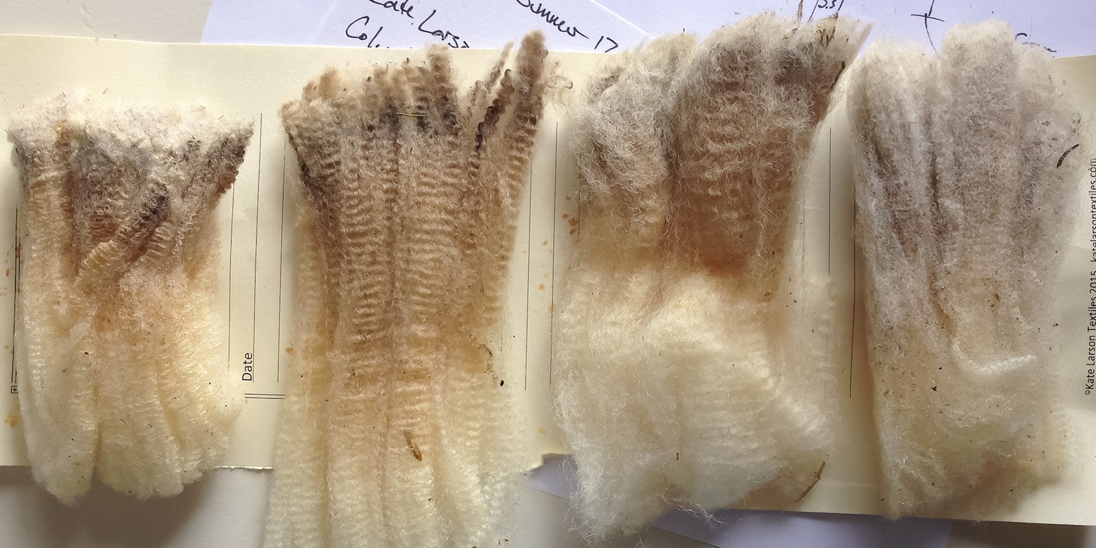 Getting to Know Ewe: Columbia Sheep and Their Wool Primary Image