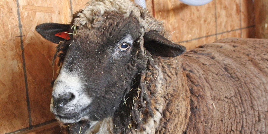 Meet the CVM: Badger-Faced Beauties in the Colorado Foothills Image