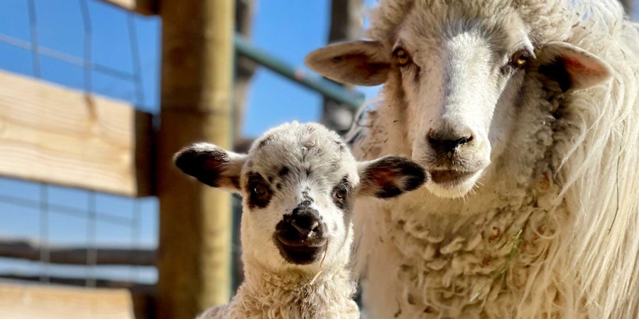 Navajo Churro: Nikyle Begay on T’aa Dibé (The First Sheep) Image