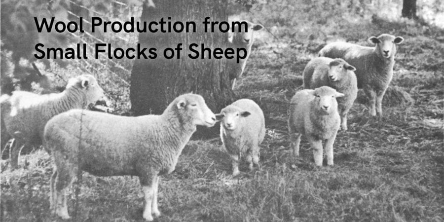 Shepherd, Artist, Knitter: Kristin Nicholas on Small-Scale Sheep Farming Image