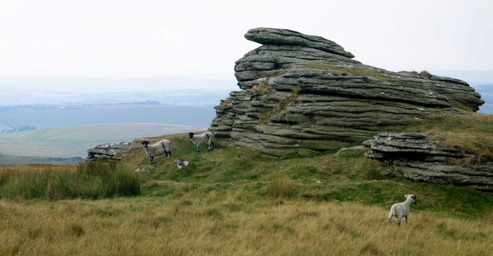 Woolgathering on Dartmoor Primary Image