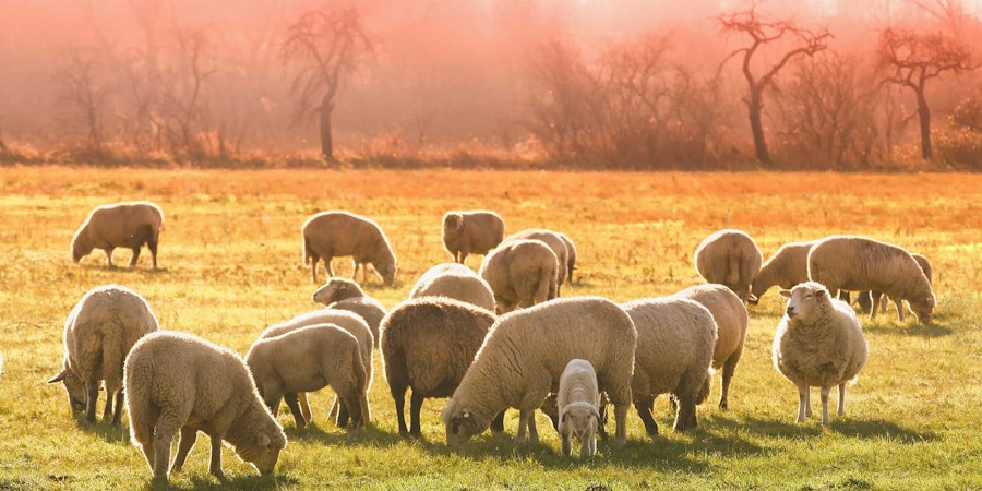 Thankful for Sheep Image