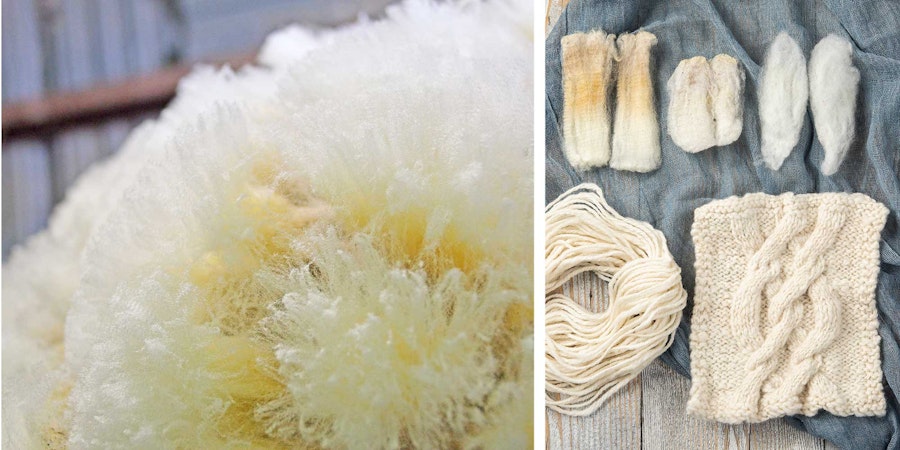 Targhee for Knitters and Weavers Image