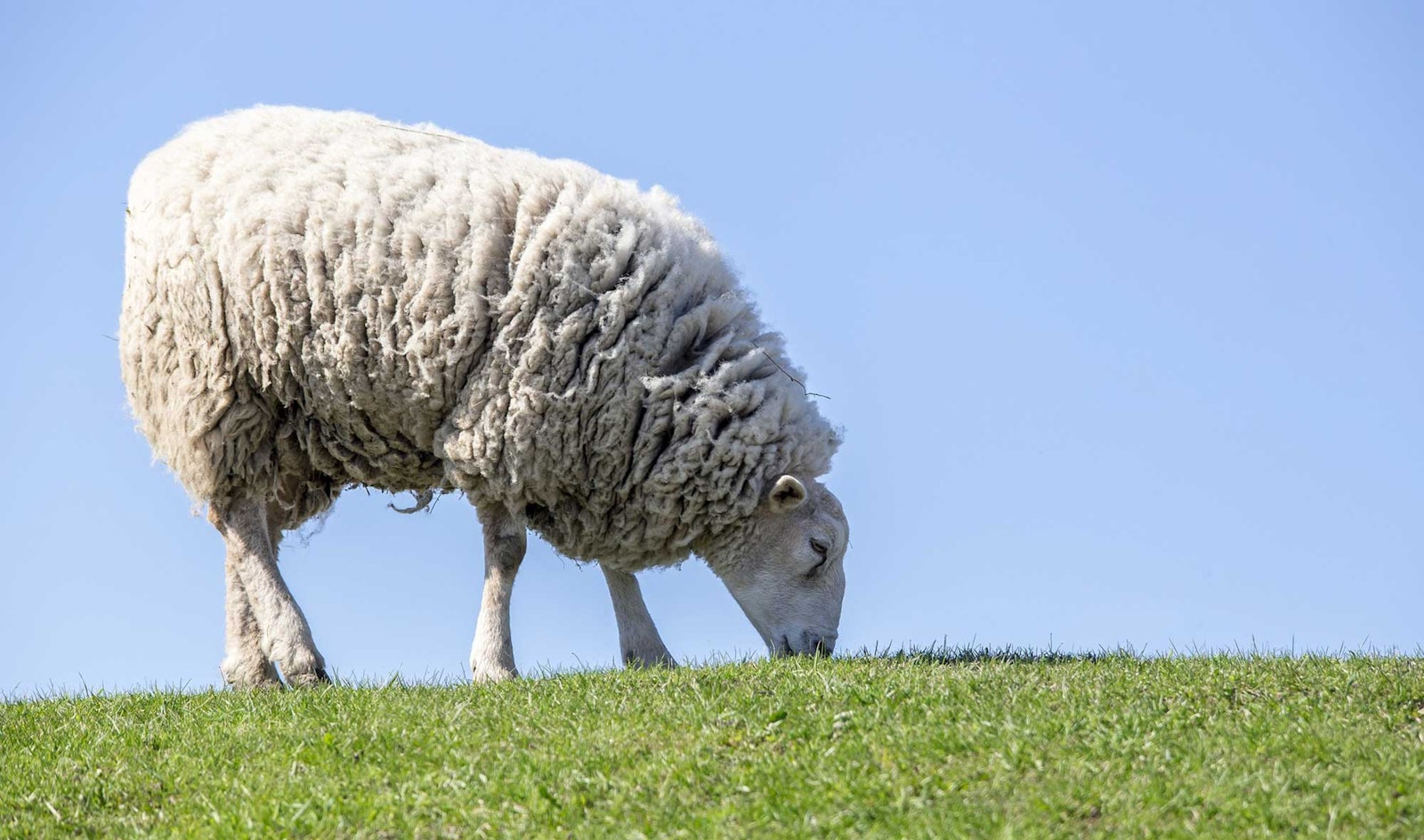 Following Fiber to the Source Primary Image