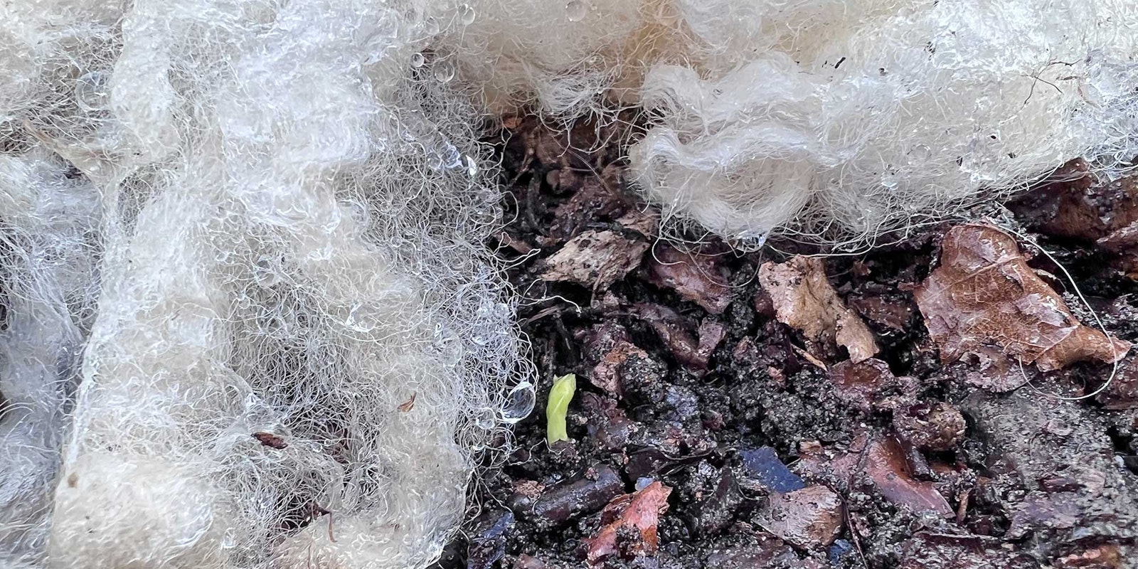 7 Ways to Use “Waste” Wool in Your Garden Primary Image