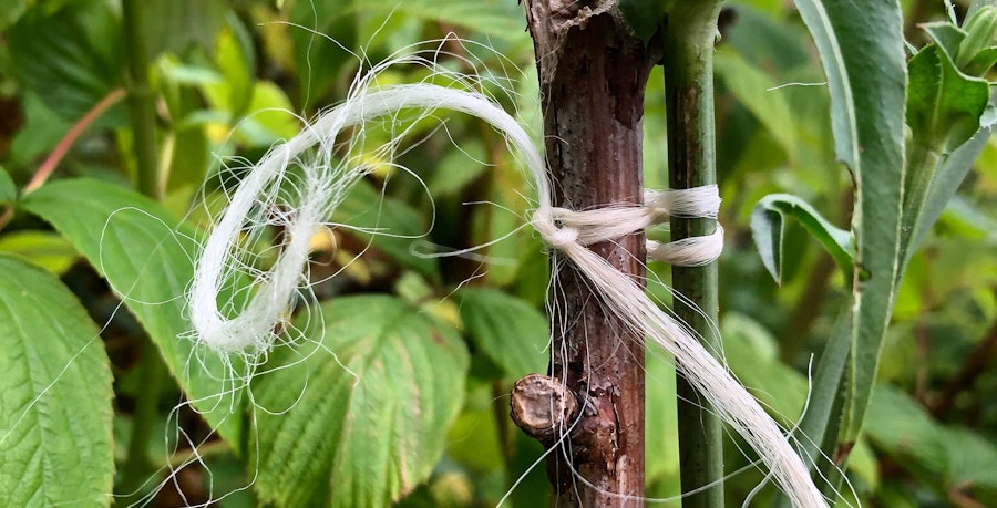 Wooly Twine in the Garden: You Can Spin it!  Image