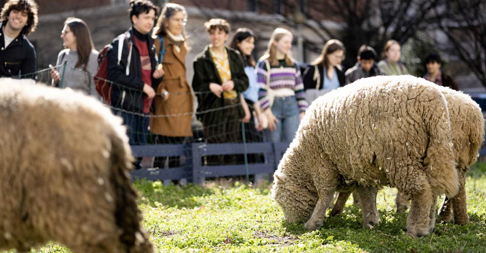 Lamb Mowers: Babydoll Southdowns in the City Primary Image