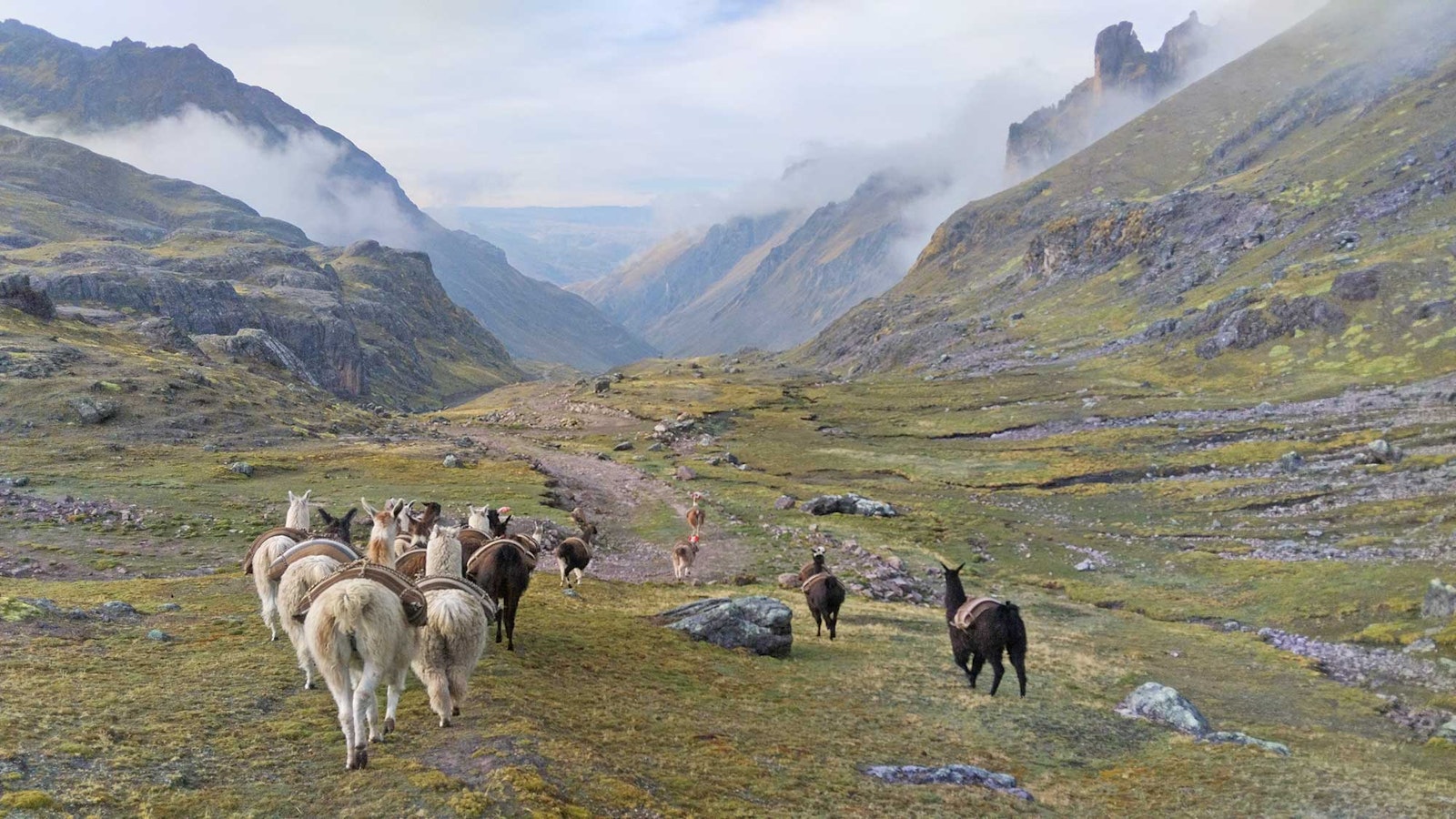 Alpaca for Life: Get a Herder’s View of the Andean Highlands  Primary Image
