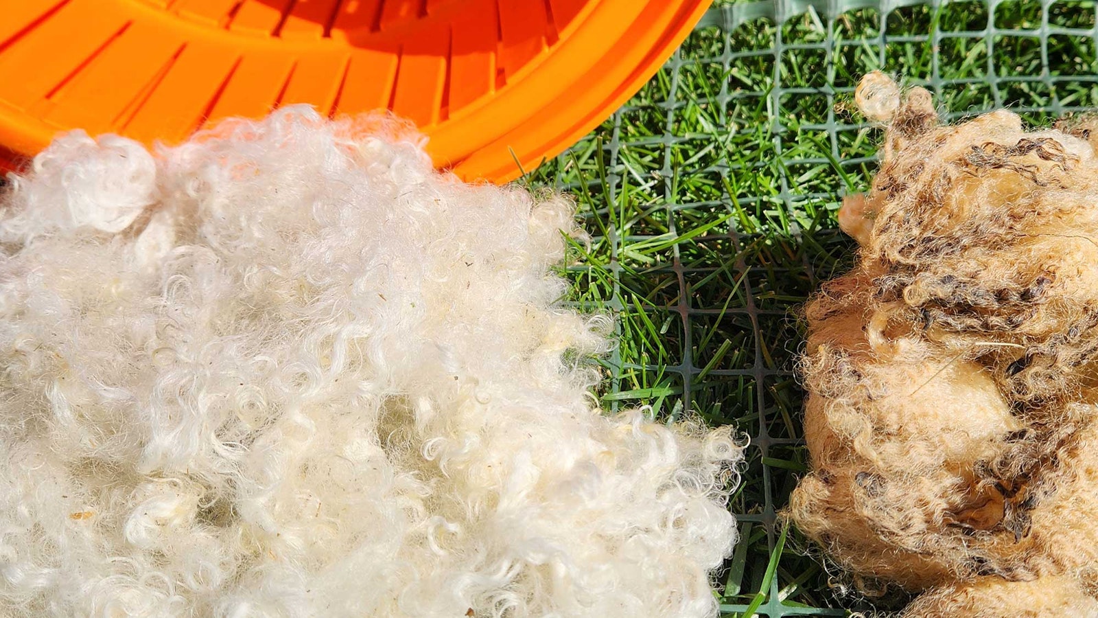 Scandalously Easy Scouring: My Quick-and-Dirty Method for Washing Wool Primary Image